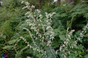 Artemisia vulgaris (1)_LR